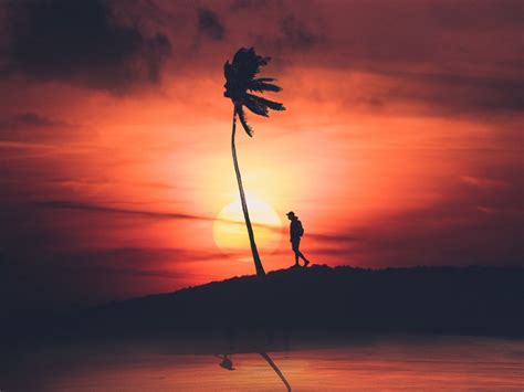 Palm Silhouette Sunset Night Loneliness Solitude Cutout Png Clipart