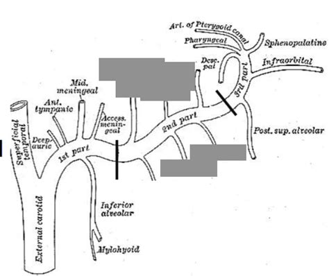 Pterygoid Part Of Maxillary Artery Diagram Quizlet