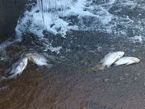 G Moradores Denunciam Morte De Peixes Em Rea De Preserva O