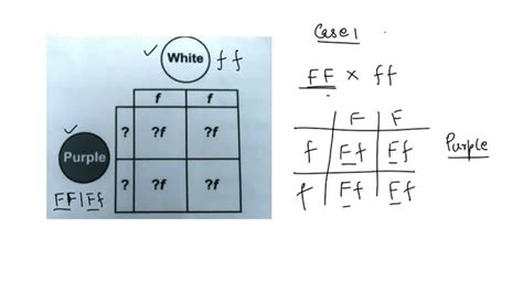 Punnett Squares Basic Introduction 40 Off