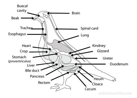 Diagram Of The Internal Structure Of A Bird Anatomy Internal