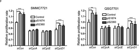 Zhx Binds To And Represses Activity Of The Cyclin A And Cyclin E