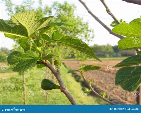 Green Figs Ripening On A Fig Tree Branch With Green Leaves Tuscany