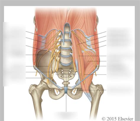 Nerves Of Posterior Abdominal Wall Diagram Quizlet