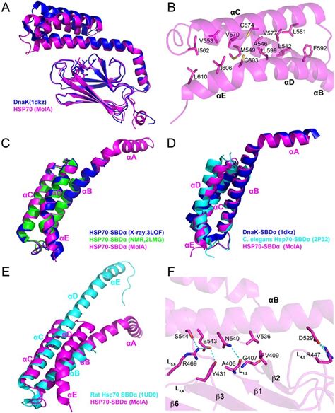 Comparison Of The Substrate Bound Hsp Sbd To Other Dnak And Hsc Sbd