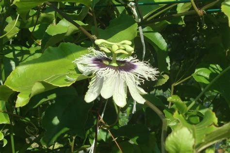 My little vegetable garden: markisa, passion fruit update 2