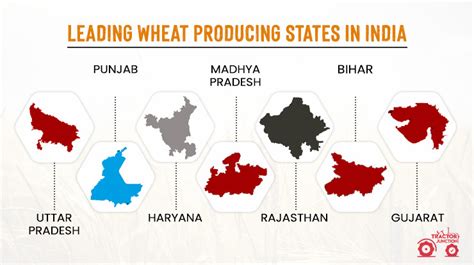 Wheat Farming In India Steps Cost Profit Explained