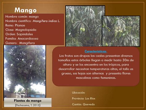 Album De Plantas Frutales By Tania Pachacama Issuu