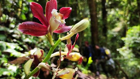 Keragaman Flora Di Hutan Kalimantan