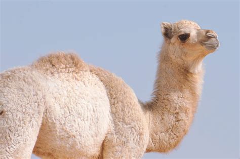 Desert Animals - Animal Facts Encyclopedia