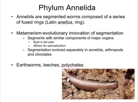 Exercise 14 Phylum Annelida Flashcards Quizlet