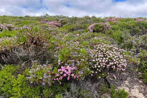 Locations For Free Camping Busselton Locals Guide