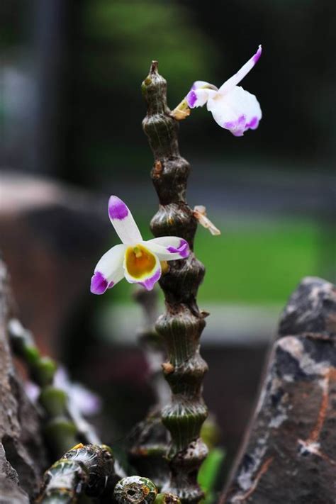 花开节节高肿节石斛 中国科学院