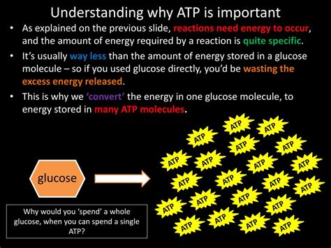 Ppt 2 1 Energy And Atp Powerpoint Presentation Free Download Id