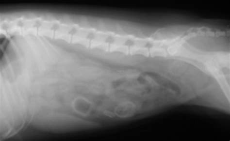 Lec 20 Approach To Interpreting Abdominal Radiographs Flashcards Quizlet