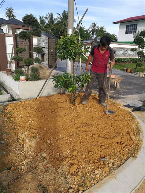 Teknik Mudah Dan Cepat Tanam Rumput Yang Ramai Tak Tahu Impiana