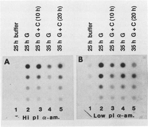 Effects Of Extended 15 H Cordycepin Treatment On A Amylase MRNA