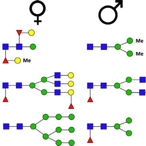 Sex Specific N Glycan Structures Of Nematodes Trematodes And Insects