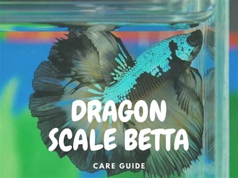 The Complete Dragon Scale Betta Care Guide 2023