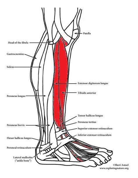 Dorsiflexor Muscles