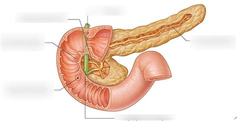 Pancreas And Ducts Diagram Quizlet