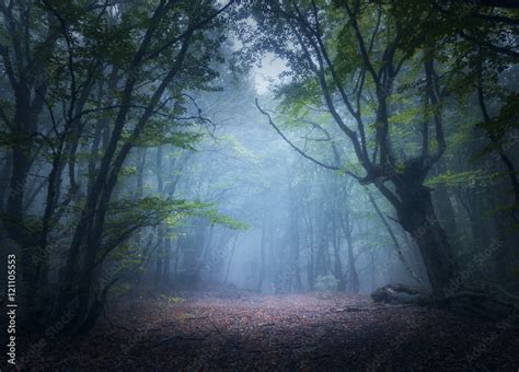 Forest In Fog Enchanted Autumn Forest In Fog In The Morning Old Tree