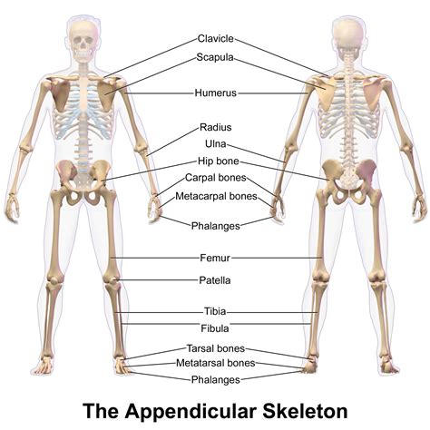 Axial And Appendicular Skeleton Joints