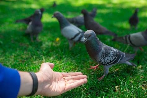 What are bird prevention methods? - Birdful