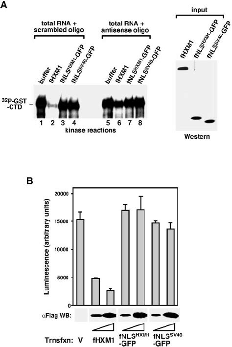 The HEXIM1 NLS Alone Fails To Inhibit P TEFb Kinase And Pol II