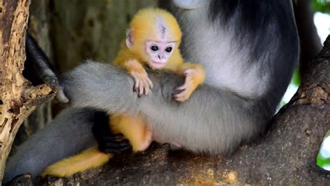 dusky langur leaf monkey baby Stock Footage Video (100% Royalty-free ...