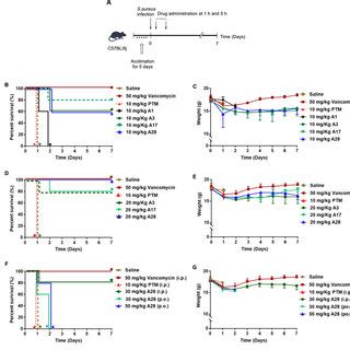 The In Vivo Antibacterial Activities Of Synthesized Compounds In A