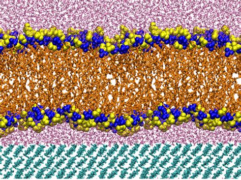 Molecular Level Insight Into The Interaction Of Phospholipid Bilayers