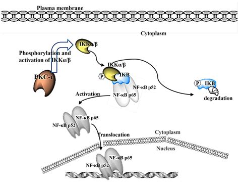 Inhibition Of Atypical Protein Kinase C‑ι Effectively Reduces The