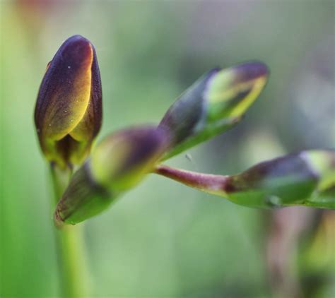 Horta À Porta Freesia FrÉsias Em Botão Freesia Buds Bourgeons De