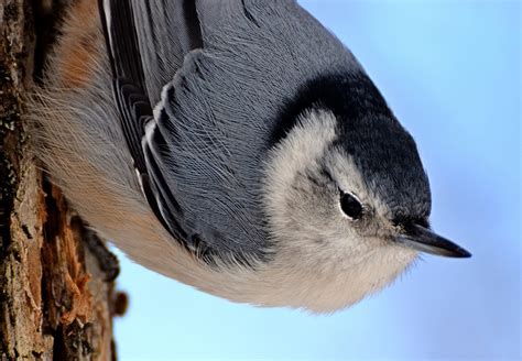 Burung Nuthatch Berdada Putih Ilmu Foto Gratis Di Pixabay Pixabay