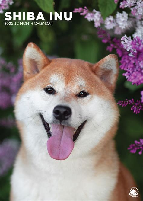 Shiba Inu A Kalender Kopen Bestel Eenvoudig En Snel Online