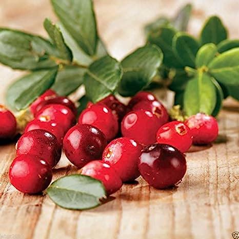 Amazon American Cranberry Seeds Vaccinium Macrocarpon Used In