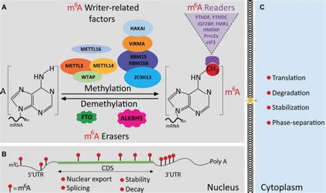 Fto And M A Methylation From Covid To Cancer To Obesity