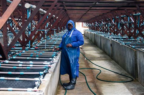 In South Africa Abalone Farming Goes For Gold Responsible Seafood