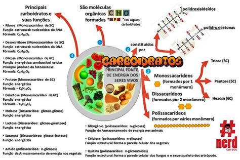 MAPA MENTAL SOBRE CARBOIDRATOS STUDY MAPS