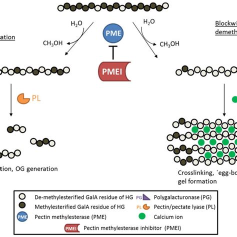 The Plant Cell Wall S Cellulose Hemicellulose Pectin Crosslink Network