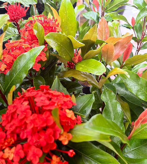 Ixora Chinensis Prince Of Orange The Curious Gardener