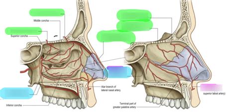 vascular supply of nasal cavity Diagram | Quizlet