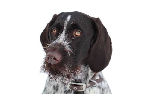 German Wirehaired Pointer Colors: Exploring The Breed's Diverse Palette