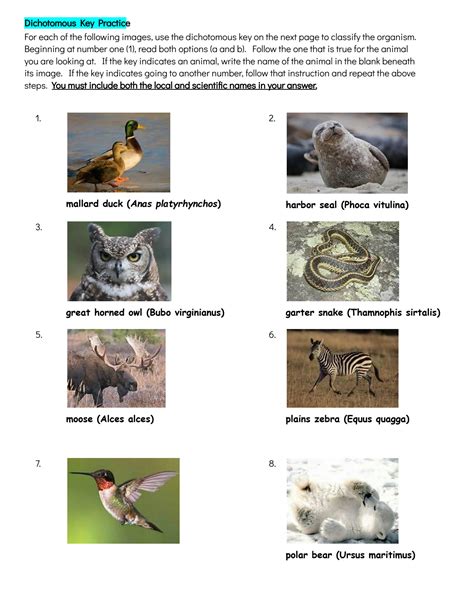 Dichotomous Keys Identification Achievement Unlocked Worksheets Library