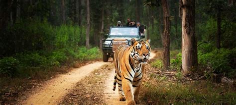 Tadoba National Park Tadoba Tiger Reserve Wildlife Sanctuary Maharashtra