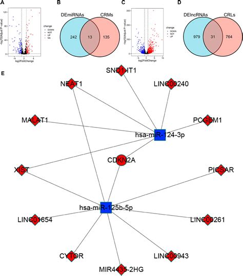 Frontiers The Cuproptosis Related Genes Signature Predicts The