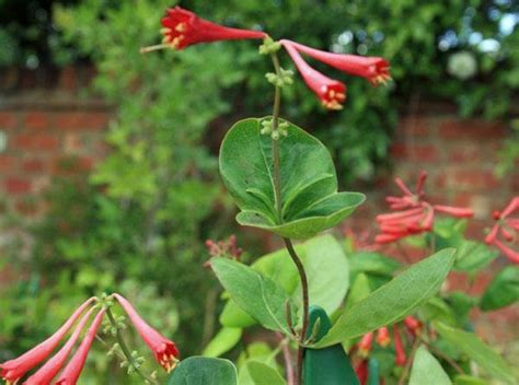 Lonicera sempervirens | Rose Honeysuckle | 10 Seeds