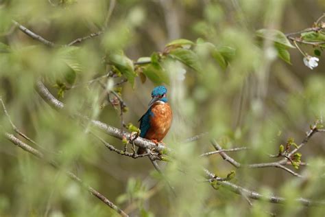 Eisvogel Vogel Tier Kostenloses Foto Auf Pixabay Pixabay