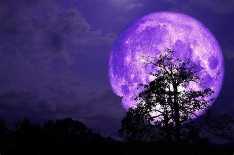 Super luna de fresa morada de vuelta en la nube y el árbol en el campo